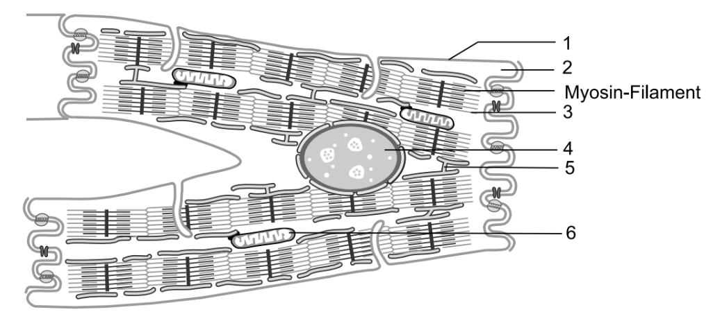 Schematische Zeichnung von Muskelgewebe mit Myosin-Filamenten und Beschriftungen.